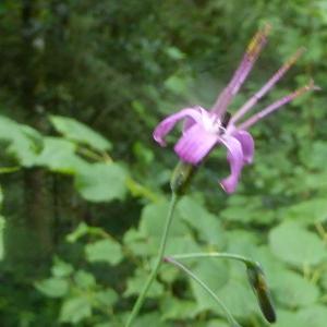 Photographie n°2438977 du taxon Prenanthes purpurea L. [1753]