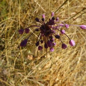 Photographie n°2438989 du taxon Allium carinatum L. [1753]