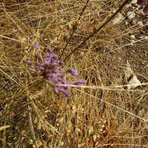 Photographie n°2438990 du taxon Allium carinatum L. [1753]