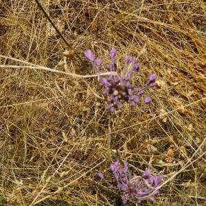 Photographie n°2438991 du taxon Allium carinatum L. [1753]