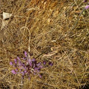 Photographie n°2438992 du taxon Allium carinatum L. [1753]