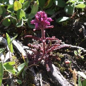 Photographie n°2439091 du taxon Pedicularis verticillata L. [1753]