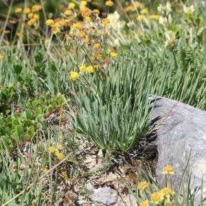 Photographie n°2439093 du taxon Bupleurum ranunculoides L.