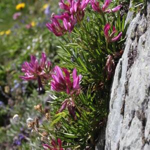 Photographie n°2439095 du taxon Trifolium alpinum L.