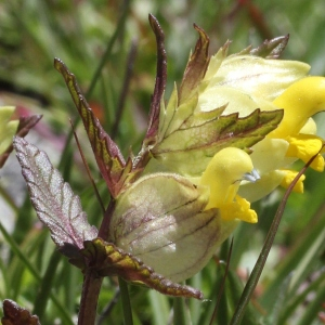  - Rhinanthus glacialis Personnat