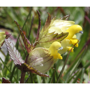 Rhinanthus subalpinus (Sterneck) Schinz & Thell. (Rhinanthe aristé)