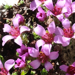 Photographie n°2439099 du taxon Saxifraga oppositifolia L.