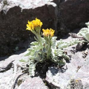 Photographie n°2439104 du taxon Senecio incanus L.