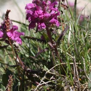 Photographie n°2439106 du taxon Pedicularis verticillata L. [1753]