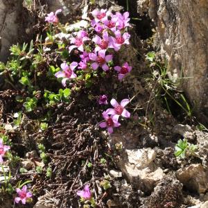 Photographie n°2439112 du taxon Saxifraga oppositifolia L. [1753]