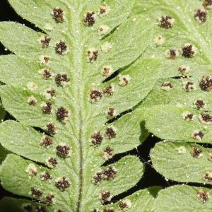 Photographie n°2439114 du taxon Currania dryopteris (L.) Wherry