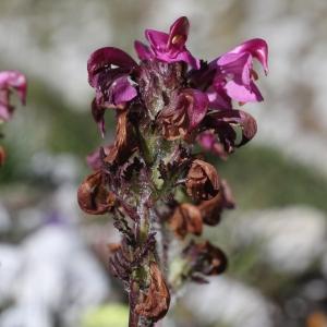 Photographie n°2439115 du taxon Pedicularis cenisia Gaudin [1829]