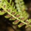  Marie Portas - Asplenium viride Huds.