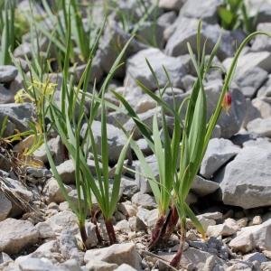 Photographie n°2439141 du taxon Allium narcissiflorum Vill.