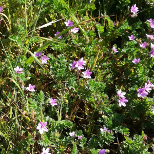 Photographie n°2439150 du taxon Erodium cicutarium (L.) L'Hér. [1789]