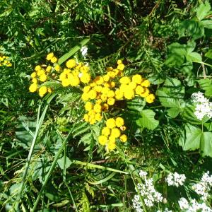 Photographie n°2439158 du taxon Tanacetum vulgare L. [1753]