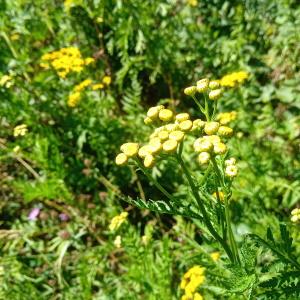 Photographie n°2439159 du taxon Tanacetum vulgare L. [1753]