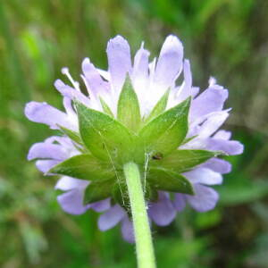 Knautia ×chassagnei Szabó (Knautie de Chassagne)