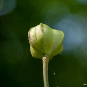 Photographie n°2439197 du taxon Lilium martagon L. [1753]