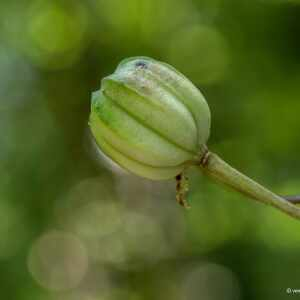 Photographie n°2439198 du taxon Lilium martagon L. [1753]