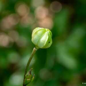 Photographie n°2439199 du taxon Lilium martagon L. [1753]