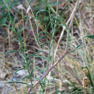 Photographie n°2439205 du taxon Epilobium brachycarpum C.Presl