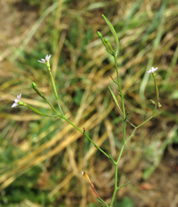 Claire Felloni, le 31 juillet 2020 (Saint-Pavace (Rue de la Rivière))
