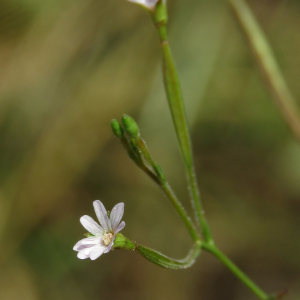 Photographie n°2439207 du taxon Epilobium brachycarpum C.Presl