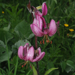 Photographie n°2439232 du taxon Lilium martagon L.