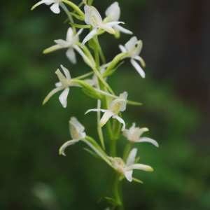 Photographie n°2439254 du taxon Platanthera bifolia (L.) Rich. [1817]