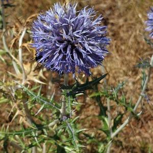 Photographie n°2439256 du taxon Echinops ritro L. [1753]