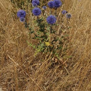 Photographie n°2439258 du taxon Echinops ritro L. [1753]