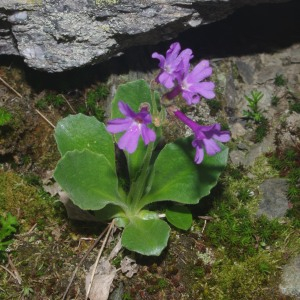 Photographie n°2439275 du taxon Primula hirsuta All. [1773]