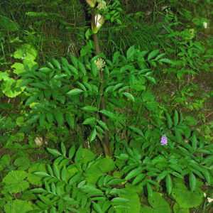 Photographie n°2439277 du taxon Angelica sylvestris L. [1753]