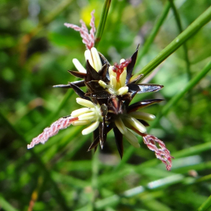 Photographie n°2439290 du taxon Juncus jacquinii L. [1767]