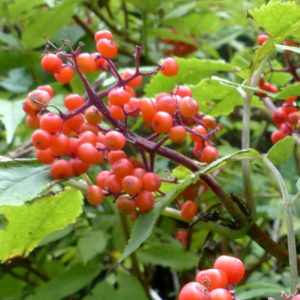 Photographie n°2439297 du taxon Sambucus racemosa L. [1753]