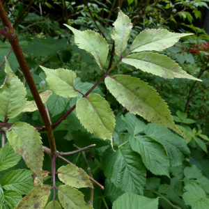 Photographie n°2439299 du taxon Sambucus racemosa L. [1753]