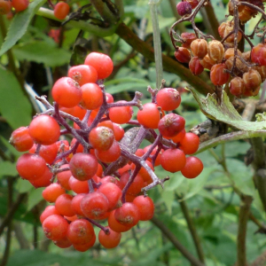 Photographie n°2439302 du taxon Sambucus racemosa L. [1753]