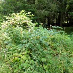 Photographie n°2439303 du taxon Sambucus racemosa L. [1753]