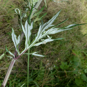 Photographie n°2439305 du taxon Artemisia vulgaris L. [1753]