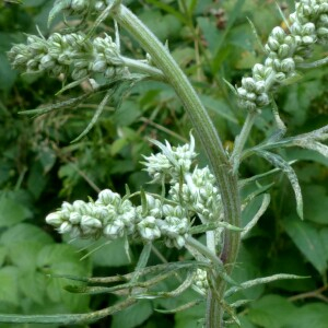 Photographie n°2439306 du taxon Artemisia vulgaris L. [1753]