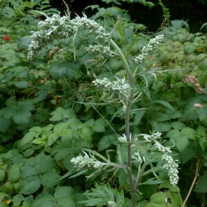 Photographie n°2439308 du taxon Artemisia vulgaris L. [1753]