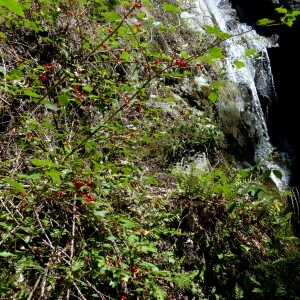 Photographie n°2439348 du taxon Ribes alpinum L. [1753]