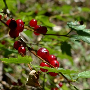 Photographie n°2439349 du taxon Ribes alpinum L. [1753]