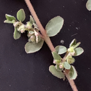 Anisophyllum prostratum (Aiton) Haw. (Euphorbe prostrée)