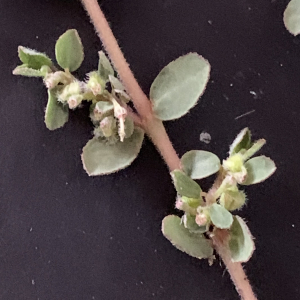 Euphorbia prostrata Aiton (Euphorbe prostrée)