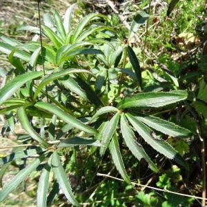 Photographie n°2439426 du taxon Helleborus foetidus L. [1753]