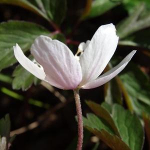 Photographie n°2439427 du taxon Anemone nemorosa L. [1753]