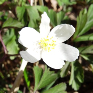 Photographie n°2439429 du taxon Anemone nemorosa L. [1753]