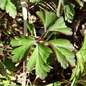 Photographie n°2439430 du taxon Anemone nemorosa L. [1753]